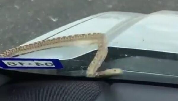 Un serpent surgit du capot d'une voiture - Sputnik Afrique