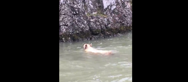 Un ours piégé par les courants sauve sa vie - Sputnik Afrique