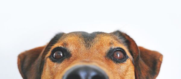 Un chien - Sputnik Afrique