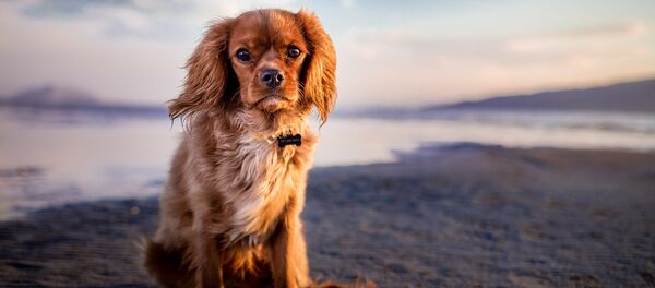 un chien - Sputnik Afrique