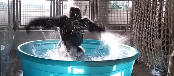 Pouvez-vous danser comme ça? Voici comment un gorille donne une leçon de breakdance! - Sputnik Afrique