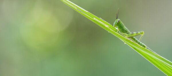 Criquet Criquet - Sputnik Afrique