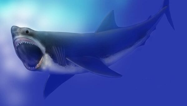Depiction of Miocene great white shark (C. Megalodon) - Sputnik Afrique