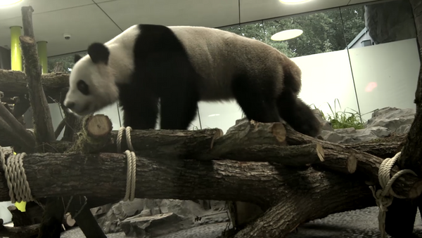 Deux pandas chinois retrouvent leur maison au zoo de Berlin - Sputnik Afrique