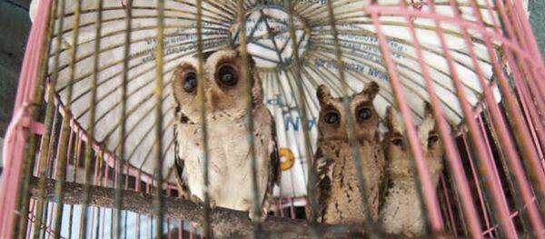 Дикие совы, пойманные браконьерами в Индонезии - Sputnik Afrique