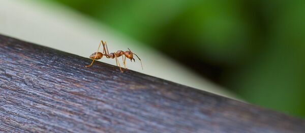 fourmi fourmi - Sputnik Afrique