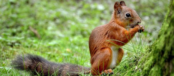 Un petit écureuil - Sputnik Afrique