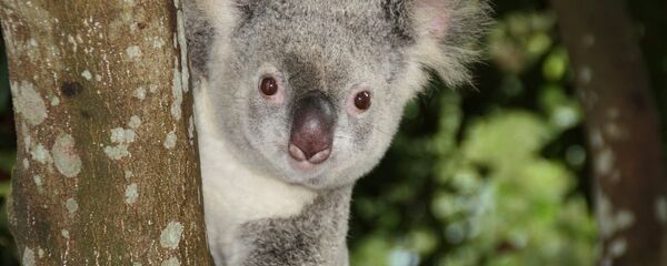 Koala, image d'illustration - Sputnik Afrique