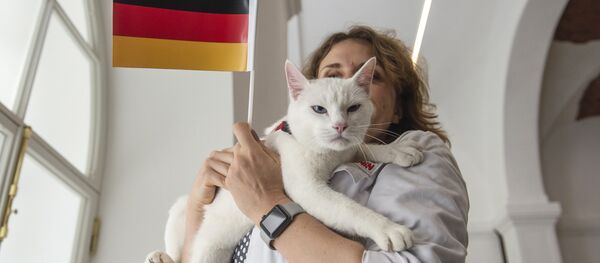 Achille le chat Achille le chat - Sputnik Afrique