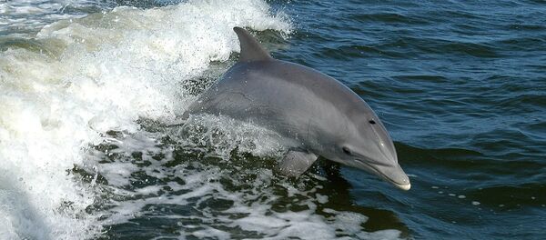 Le Mexique déploie des dauphins militaires US pour sauver des marsouins de l’extinction - Sputnik Afrique