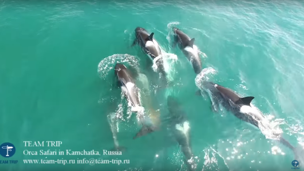 TEAM TRIP: ORCA SAFARI IN KAMCHATKA, RUSSIA - Sputnik Afrique