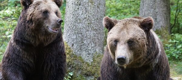 Des ours - Sputnik Afrique