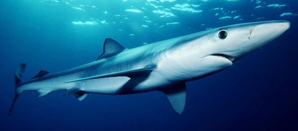 Blue shark (Prionace glauca) off southern California - Sputnik Afrique
