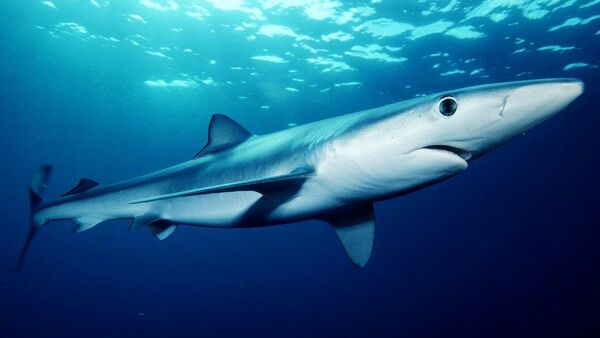 Blue shark (Prionace glauca) off southern California - Sputnik Afrique