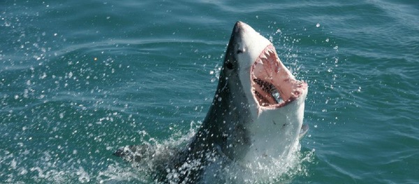 Shark in South Africa - Sputnik Afrique