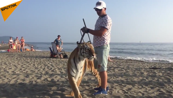 Pendant ce temps là en Russie... un grand tigre de Sibérie se promène sur une plage - Sputnik Afrique
