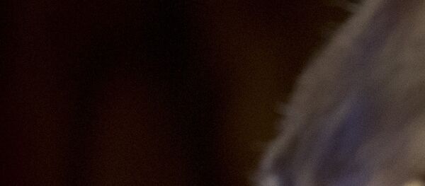 US Präsident Donald Trump und sein Kollege aus Frankreich Emmanuel Macron bei der Konferenz in Paris - Sputnik Afrique