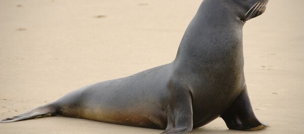 Une otarie - Sputnik Afrique