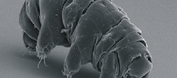 Ourson d'eau (Tardigrade) - Sputnik Afrique