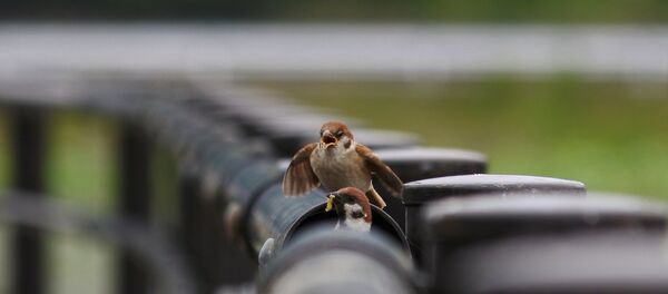 Sparrow - Sputnik Afrique