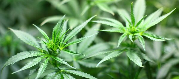 Cannabis - Sputnik Afrique