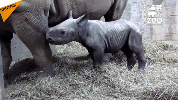 Si vous n’avez jamais vu un bébé rhinocéros âge de seulement deux jours, le voilà! - Sputnik Afrique