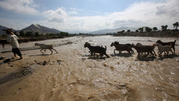 Goats cross the Viru river after a massive landslide and flood in Trujillo, northern Peru, March 22, 2017 - Sputnik Afrique