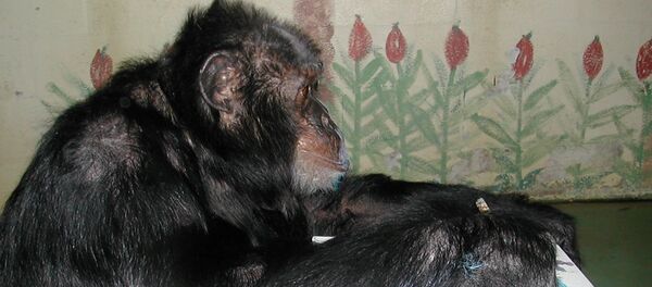 Bubbles, a 34 year old male Chimpanzee who used to be cared for by late pop singer Michael Jackson, paints in an undated photo provided by the Center For Great Apes in Wauchula, Florida, U.S. - Sputnik Afrique