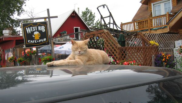Le chat Stubbs, maire d’un village en Alaska - Sputnik Afrique