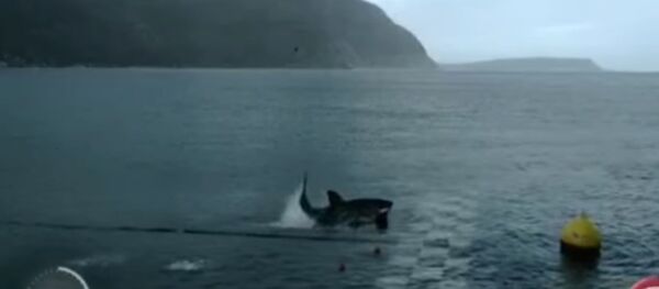 Phelps VS Shark Full Race - Sputnik Afrique