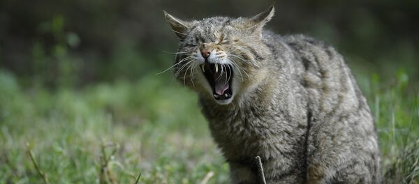 Un chat - Sputnik Afrique