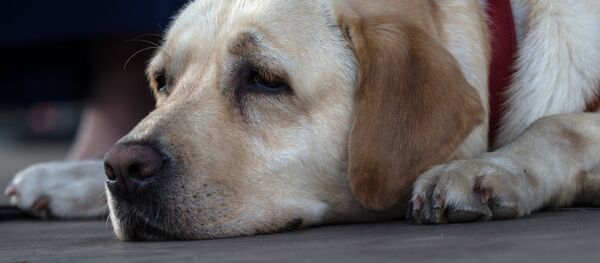 Фестиваль собак и людей Спутники жизни - Sputnik Afrique