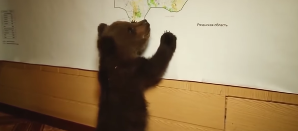 Un ourson de trois mois a été sauvé dans la région de Nijni Novgorod - Sputnik Afrique