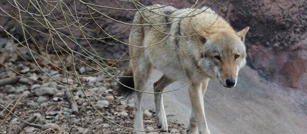 Un loup (image d'illusttration) - Sputnik Afrique