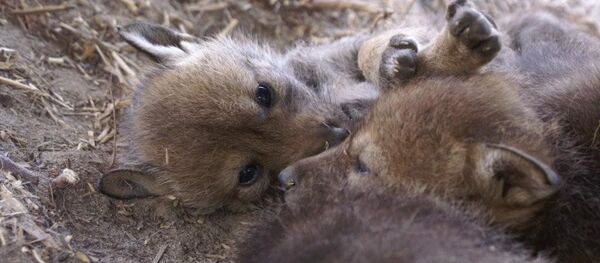 Red wolf pups - Sputnik Afrique