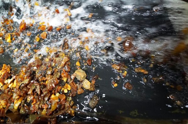 L’extraction de l’ambre dans la banlieue de Kaliningrad - Sputnik Afrique