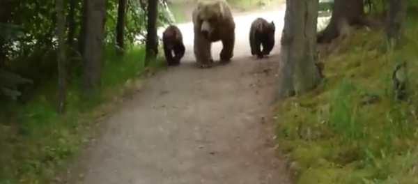 Je t'ai à l'œil: trois plantigrades suivent tranquillement un homme en Alaska - Sputnik Afrique