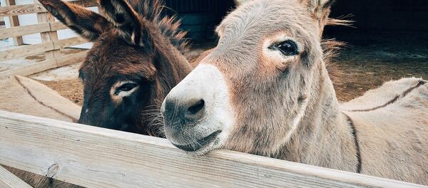 Des ânes - Sputnik Afrique