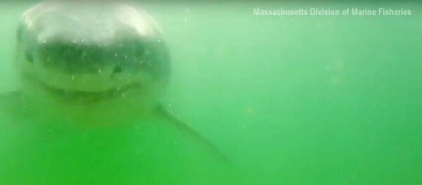 Camera meets shark! Camera meets shark! - Sputnik Afrique
