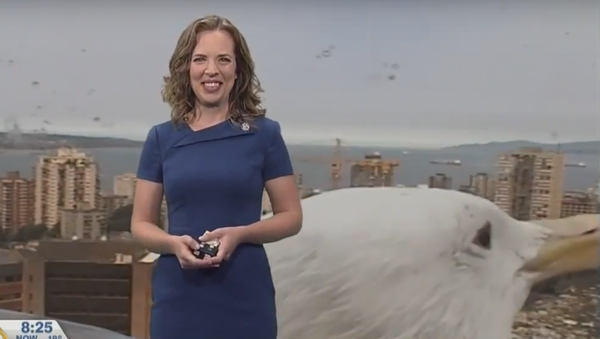 When A Giant Seagull Bombards Your Weather Report - Sputnik Afrique