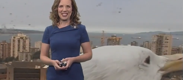 When A Giant Seagull Bombards Your Weather Report - Sputnik Afrique