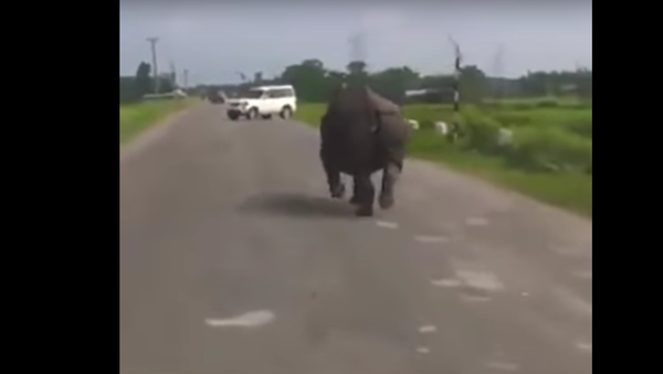 Rhino VS Car ! Funny Epic - Sputnik Afrique