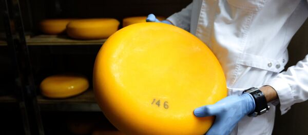 Camembert cheese production in Krasnodar Territory - Sputnik Afrique