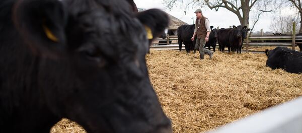 L'agriculteur britannique Tony Bulgin entre dans un étable de de vaches sur sa ferme à Thetford, Norfolk, dans le sud est de l'Angleterre, le 22 mars 2016 - Sputnik Afrique