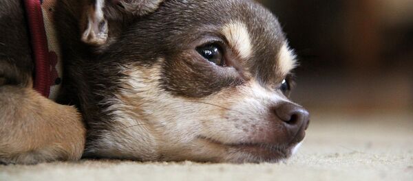 Un petit chien - Sputnik Afrique