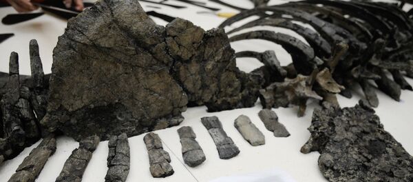 Squelette de stégosaure (archives) - Sputnik Afrique