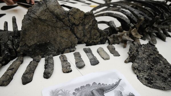 Squelette de stégosaure (archives) - Sputnik Afrique