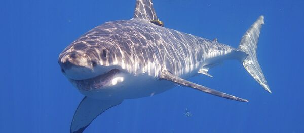 Grand requin blanc - Sputnik Afrique