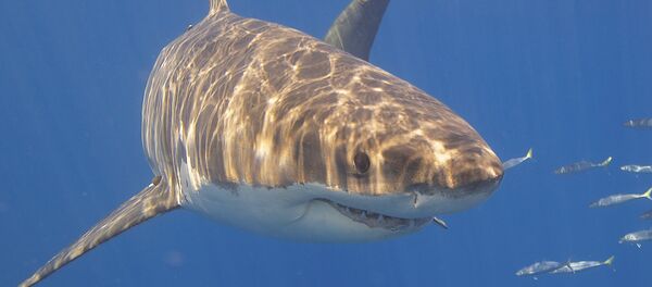 Tiburón blanco Tiburón blanco - Sputnik Afrique