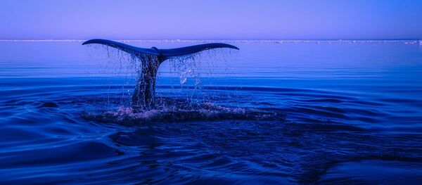 baleine - Sputnik Afrique